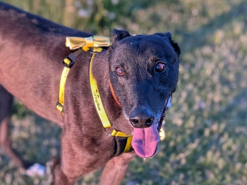 Sonny | Greyhound | Merseyside (Liverpool) - 1