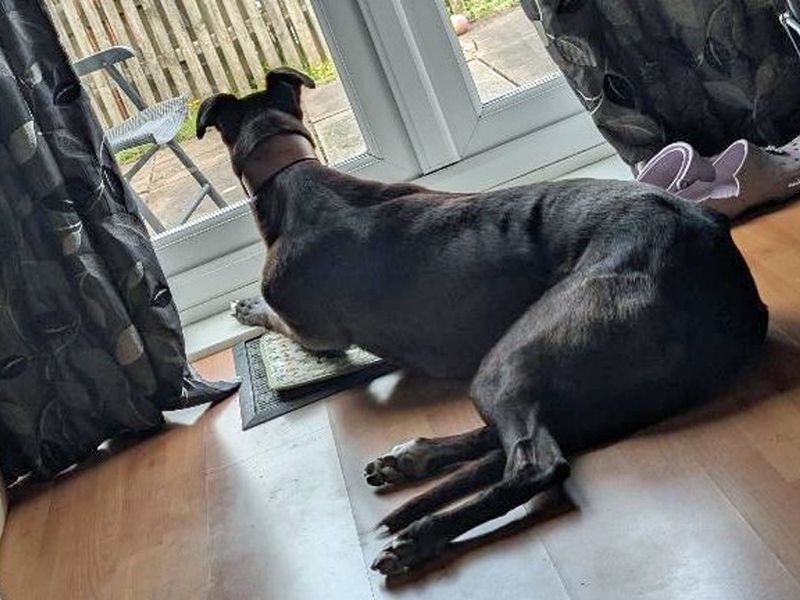Sonny | Greyhound | Merseyside (Liverpool) - 3