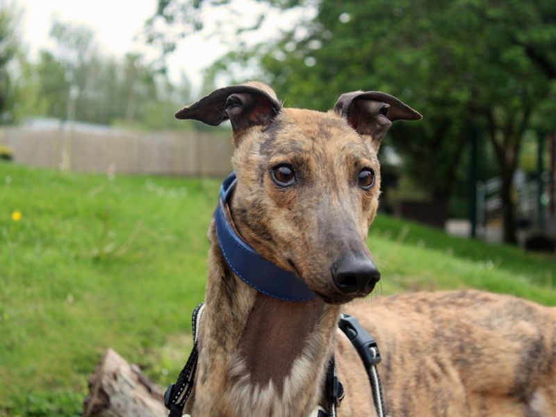Flint | Greyhound | Merseyside (Liverpool) - 1