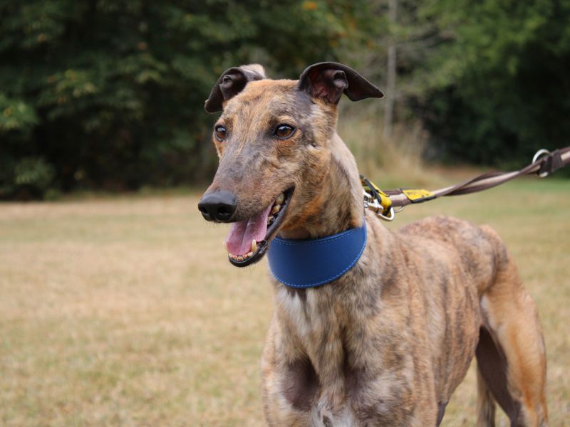 Flint | Greyhound | Merseyside (Liverpool) - 1