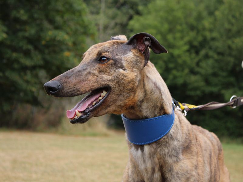 Flint | Greyhound | Merseyside (Liverpool) - 2
