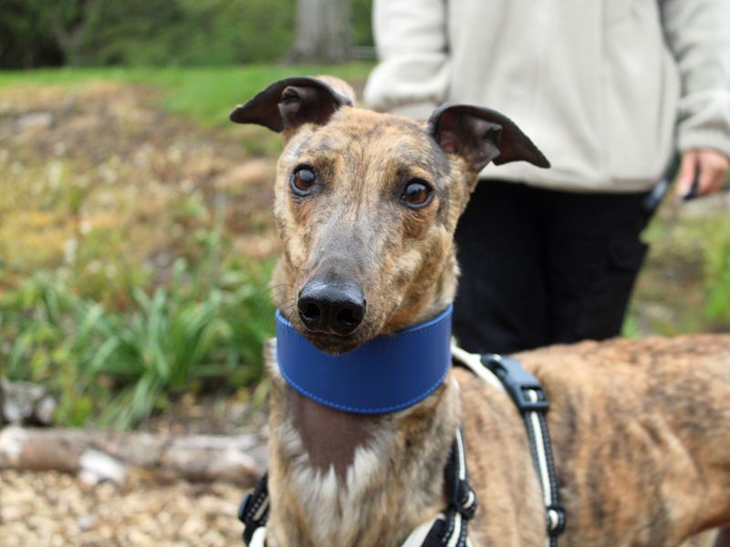 Flint | Greyhound | Merseyside (Liverpool) - 3