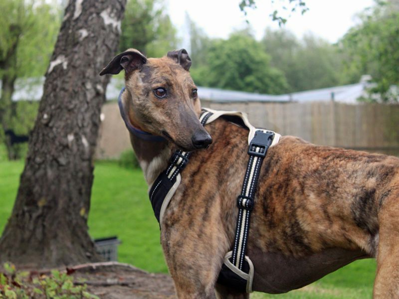 Flint | Greyhound | Merseyside (Liverpool) - 4