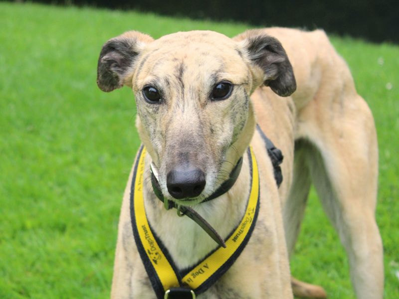 undefined | Greyhound | undefined - 2