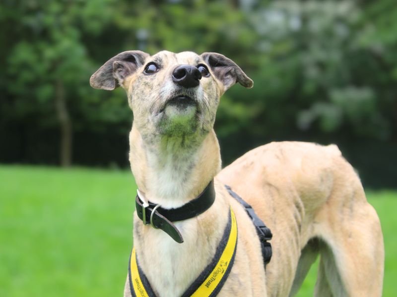 undefined | Greyhound | undefined - 3