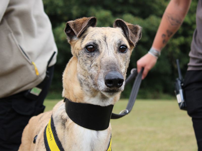 Anna | Greyhound | Merseyside (Liverpool) - 1