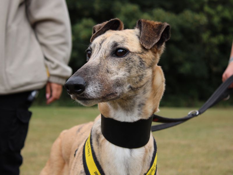 Anna | Greyhound | Merseyside (Liverpool) - 2