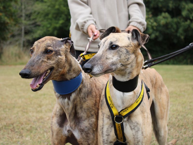Anna | Greyhound | Merseyside (Liverpool) - 3