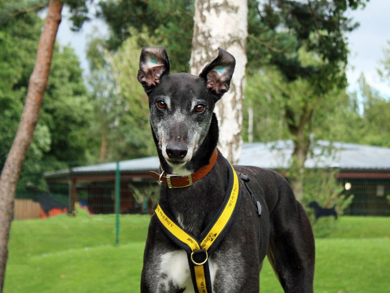 undefined | Greyhound | undefined - 1
