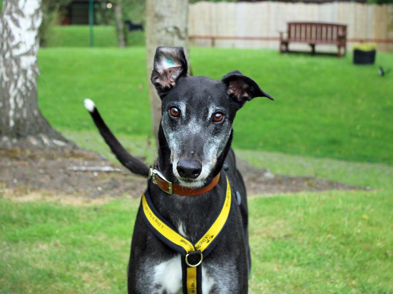 undefined | Greyhound | undefined - 3