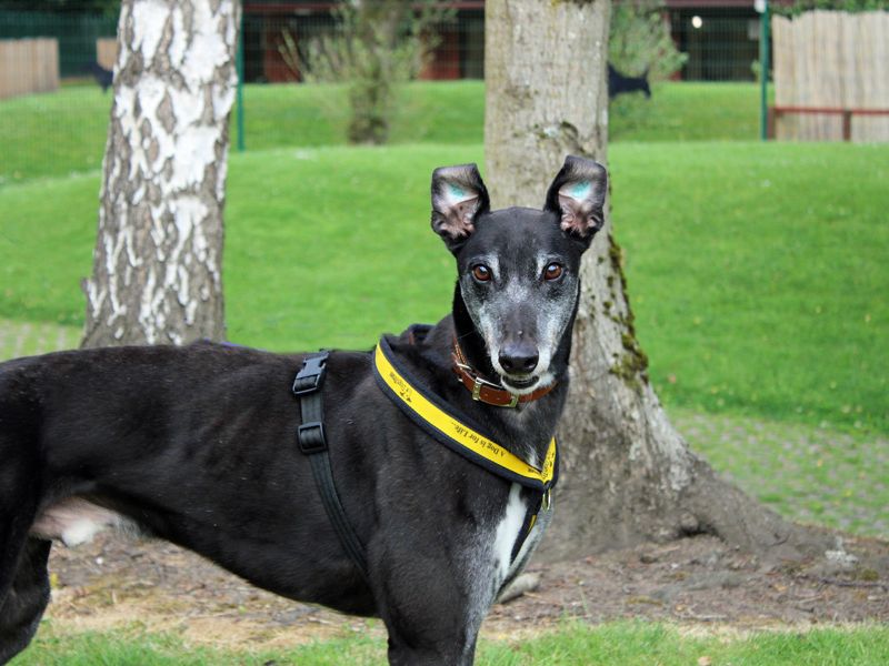 undefined | Greyhound | undefined - 4