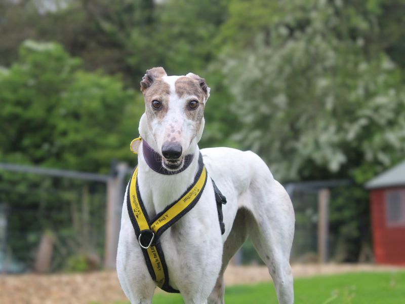 undefined | Greyhound | undefined - 3