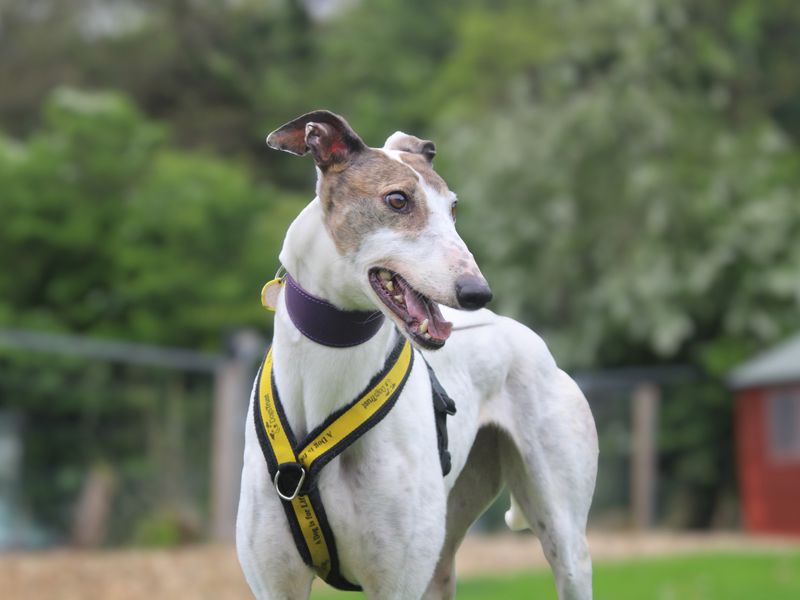 undefined | Greyhound | undefined - 1