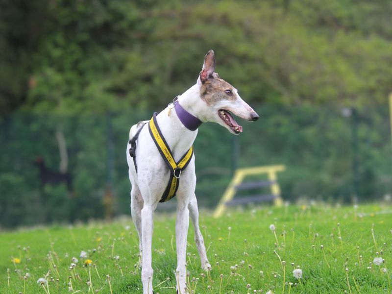 undefined | Greyhound | undefined - 4