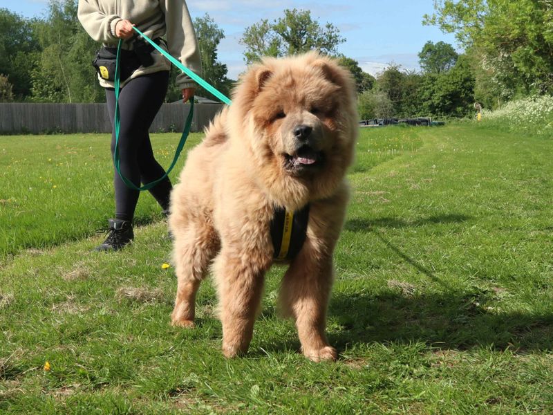 undefined | Chow Chow | undefined - 1