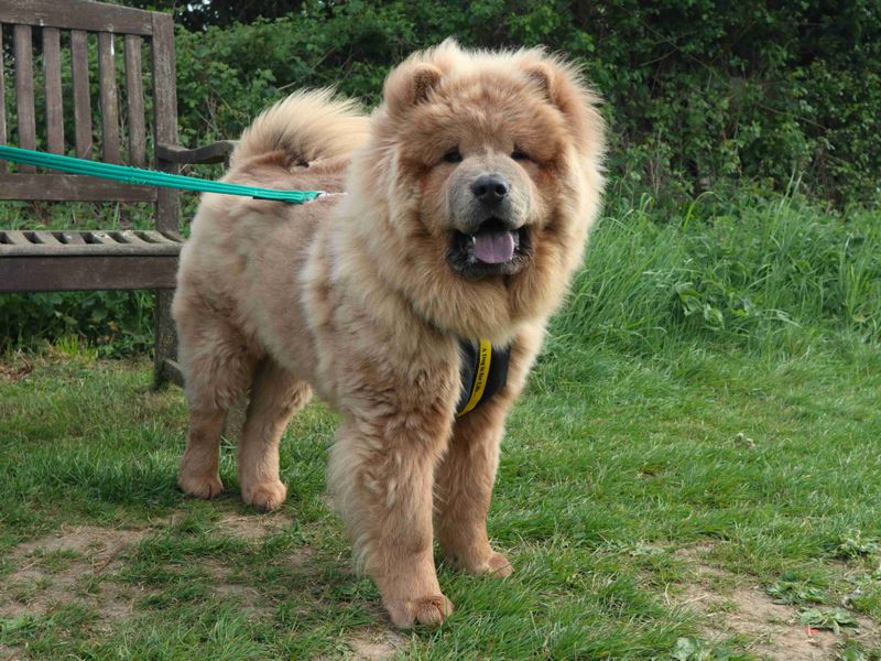 undefined | Chow Chow | undefined - 2
