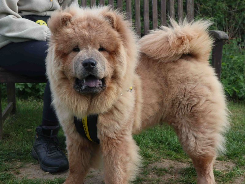 undefined | Chow Chow | undefined - 3