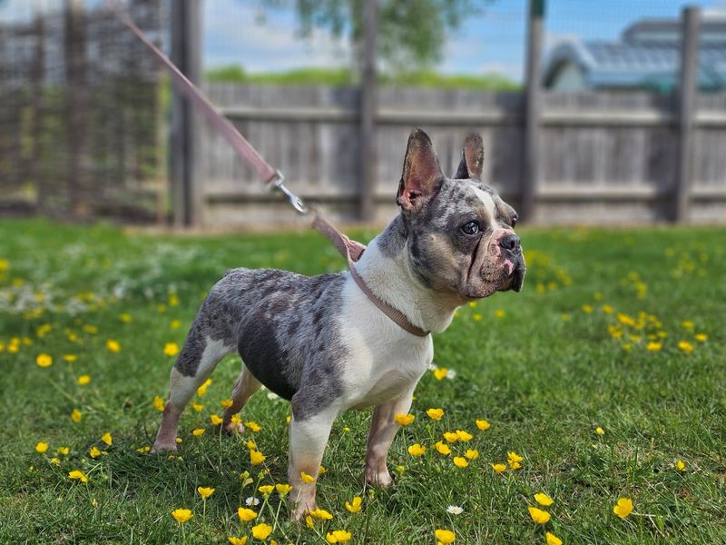 undefined | French Bulldog | undefined - 3