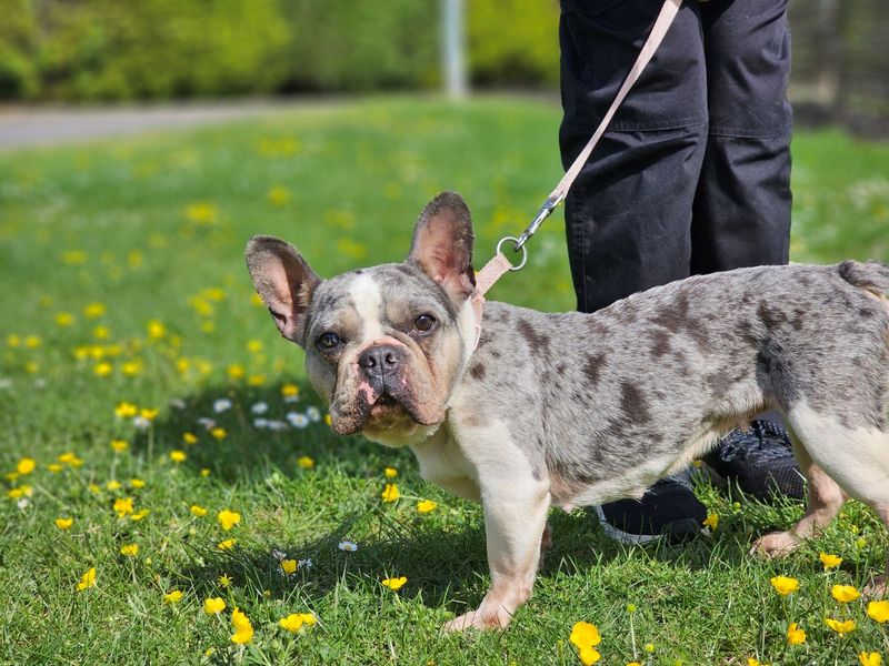 French Bulldog Dogs And Puppies For Adoption