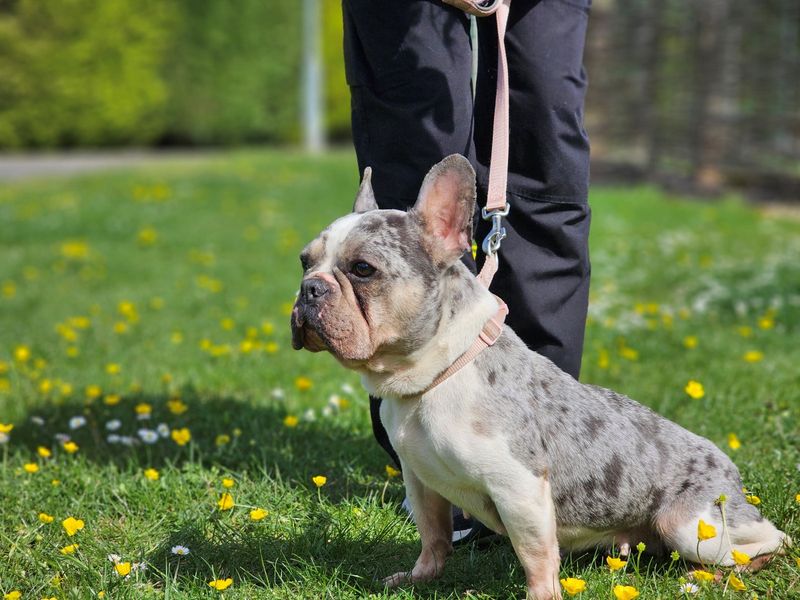 undefined | French Bulldog | undefined - 2