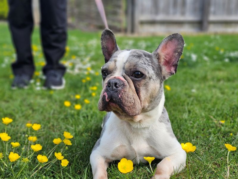 undefined | French Bulldog | undefined - 4