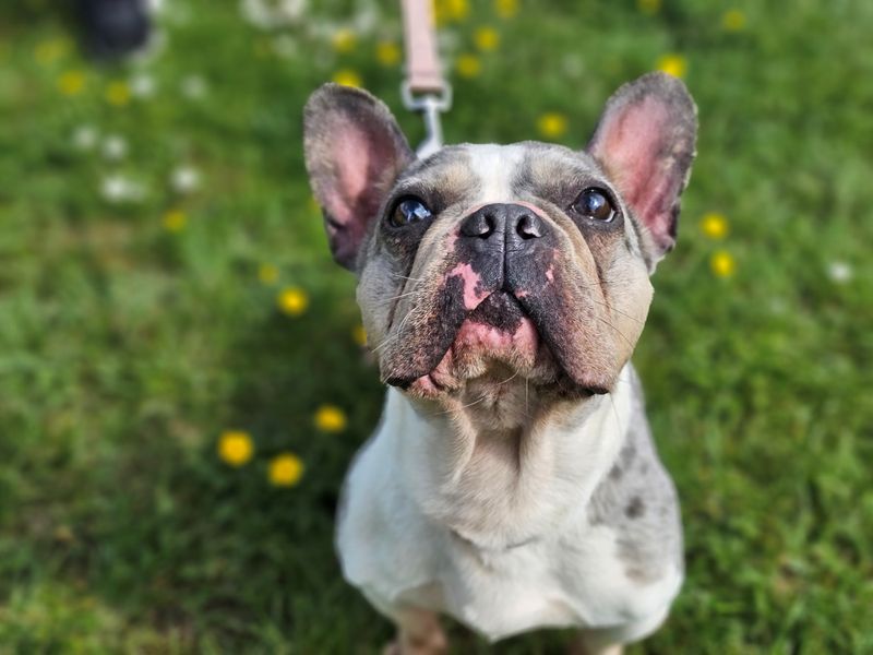 undefined | French Bulldog | undefined - 5