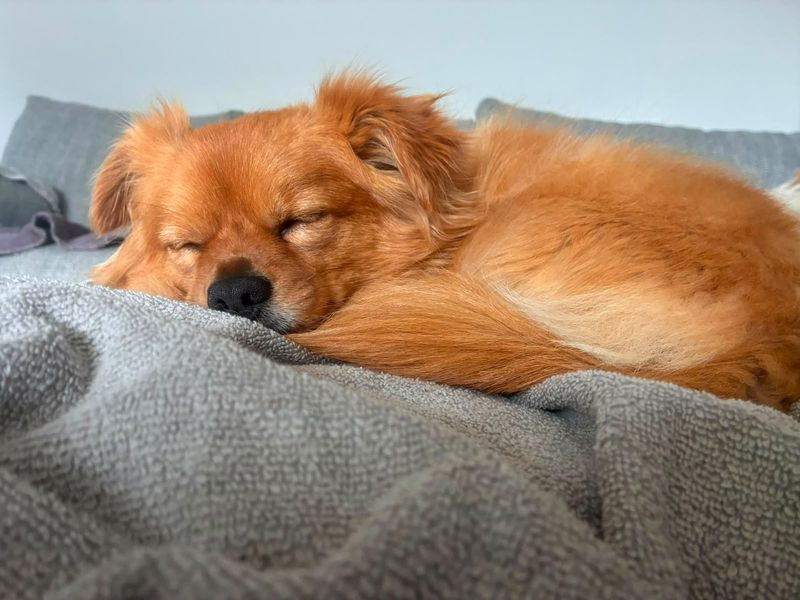 Diego | Chihuahua (Long Coat) Cross | Manchester - 3