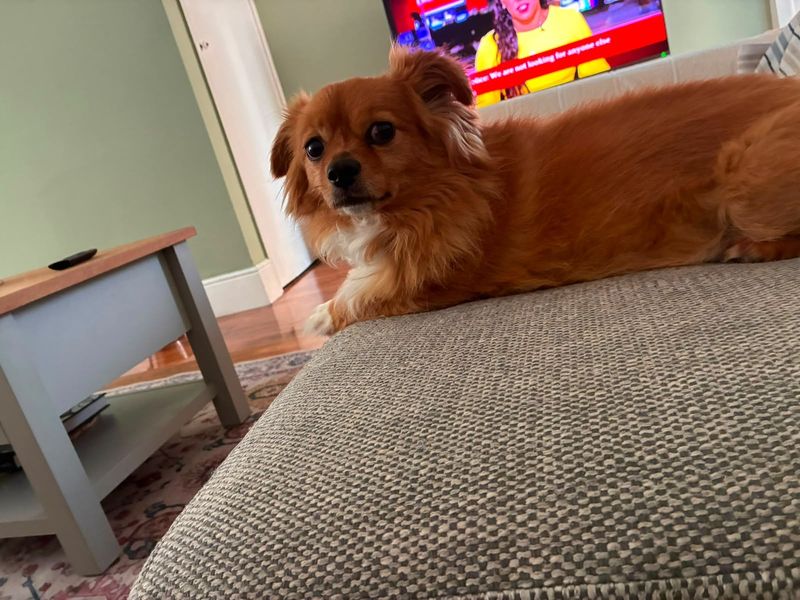 Diego | Chihuahua (Long Coat) Cross | Manchester - 1