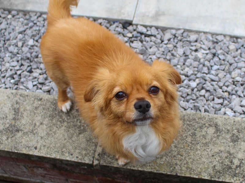 Diego | Chihuahua (Long Coat) Cross | Manchester - 6
