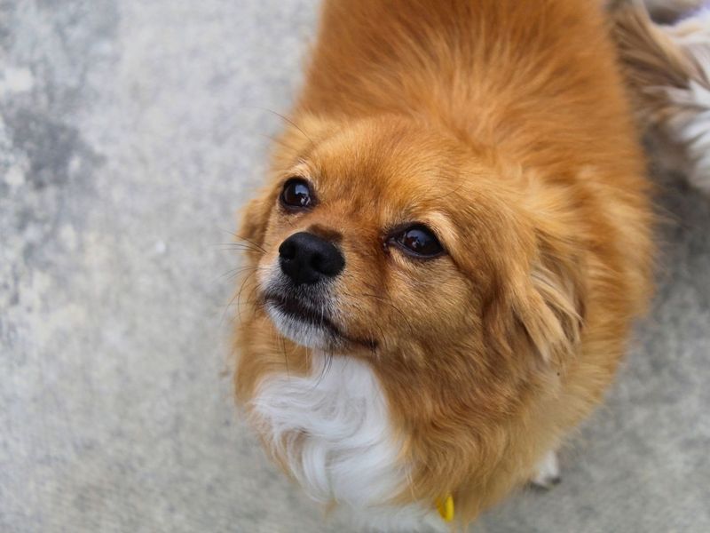 Diego | Chihuahua (Long Coat) Cross | Manchester - 1