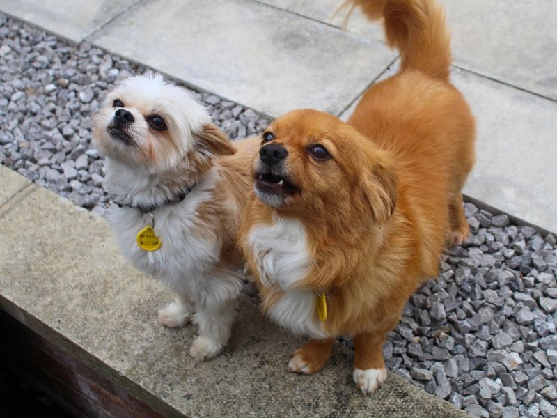 Diego | Chihuahua (Long Coat) Cross | Manchester - 7