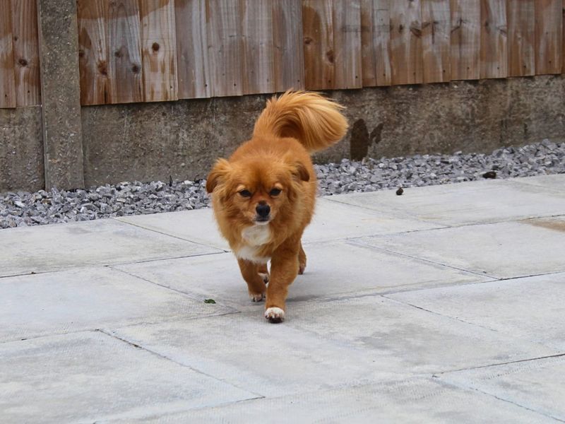 Diego | Chihuahua (Long Coat) Cross | Manchester - 4