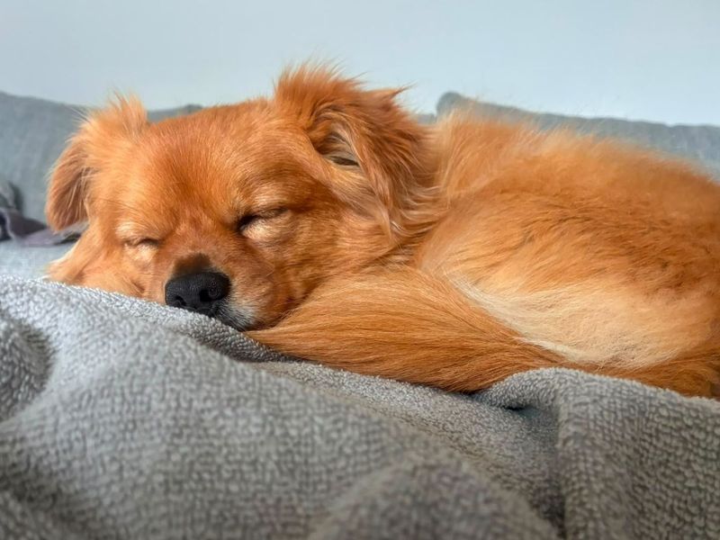 Diego | Chihuahua (Long Coat) Cross | Manchester - 3