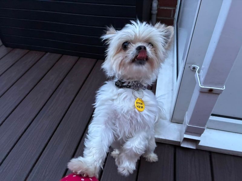 Shih Tzu Dogs And Puppies For Adoption