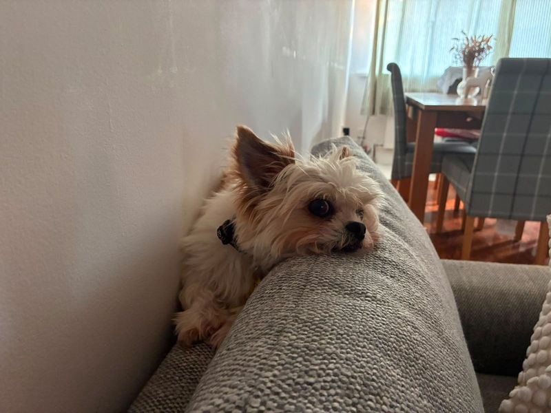 Bailey - Image 2 of 3