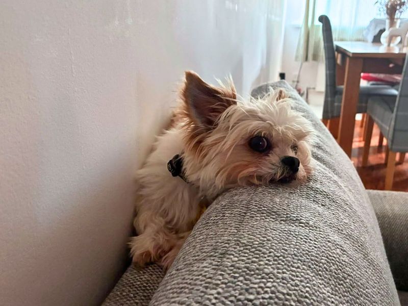 Bailey | Shih Tzu Cross | Manchester - 2
