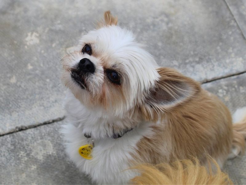 Bailey | Shih Tzu Cross | Manchester - 3