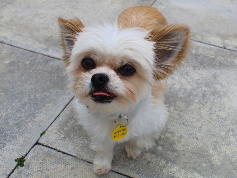 Bailey | Shih Tzu Cross | Manchester - 4