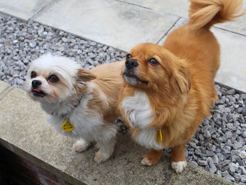Bailey | Shih Tzu Cross | Manchester - 6