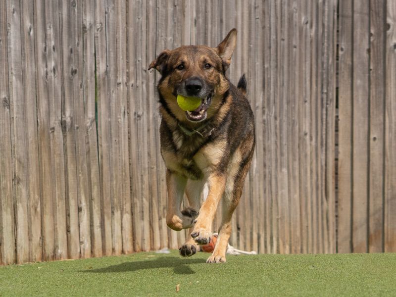 undefined | German Shepherd Dog | undefined - 2