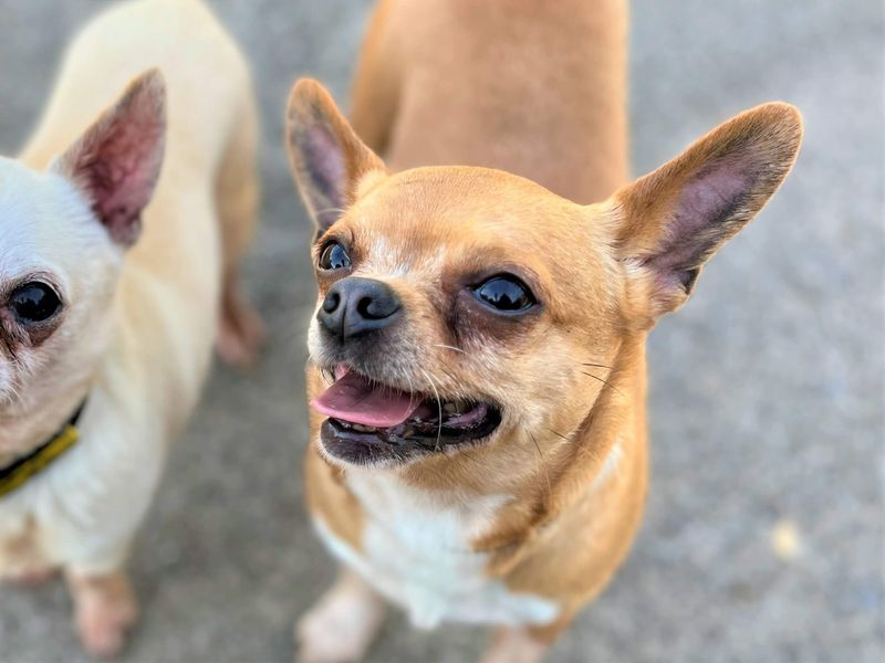 Kurt | Chihuahua (Smooth Coat) | Bridgend (Wales) - 1