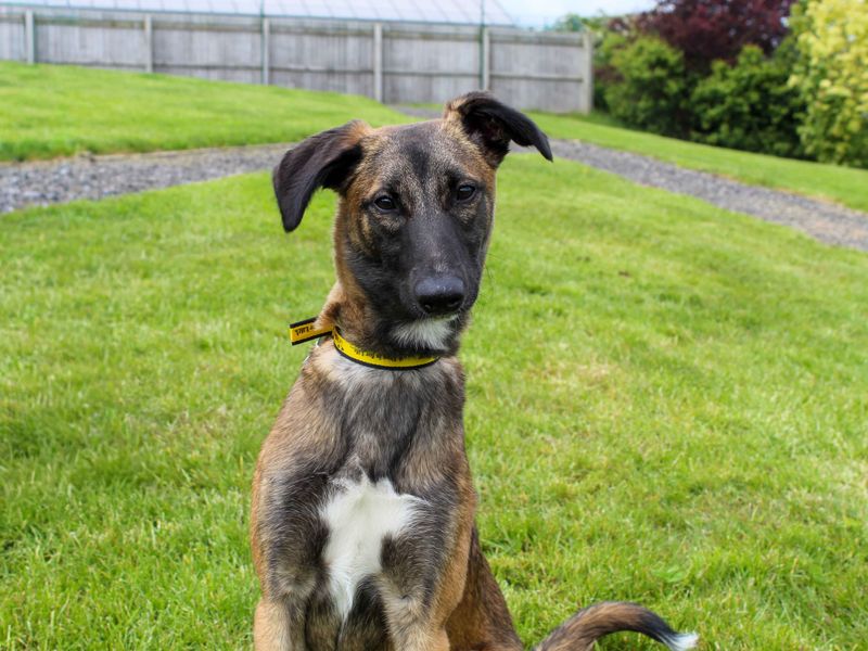 Kally | Belgian Shepherd Dog (Malinois) Cross | Darlington - 1