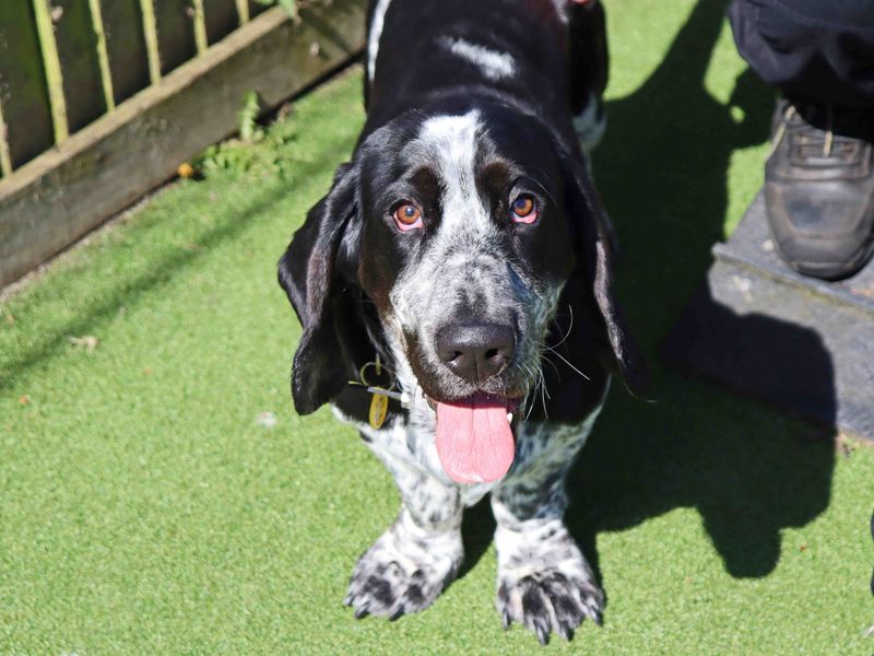 Hamish | Basset Hound | Glasgow - 1