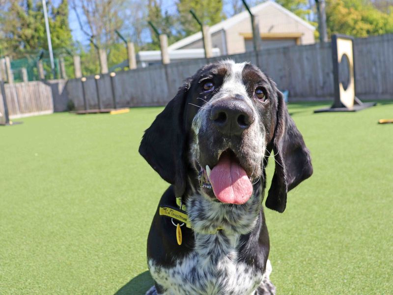 Hamish | Basset Hound | Glasgow - 3