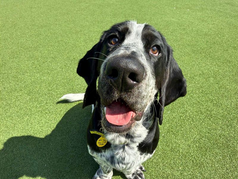 Hamish | Basset Hound | Glasgow - 2