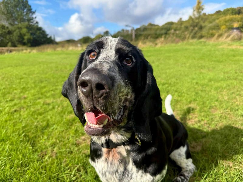 Hamish | Basset Hound | Glasgow - 7