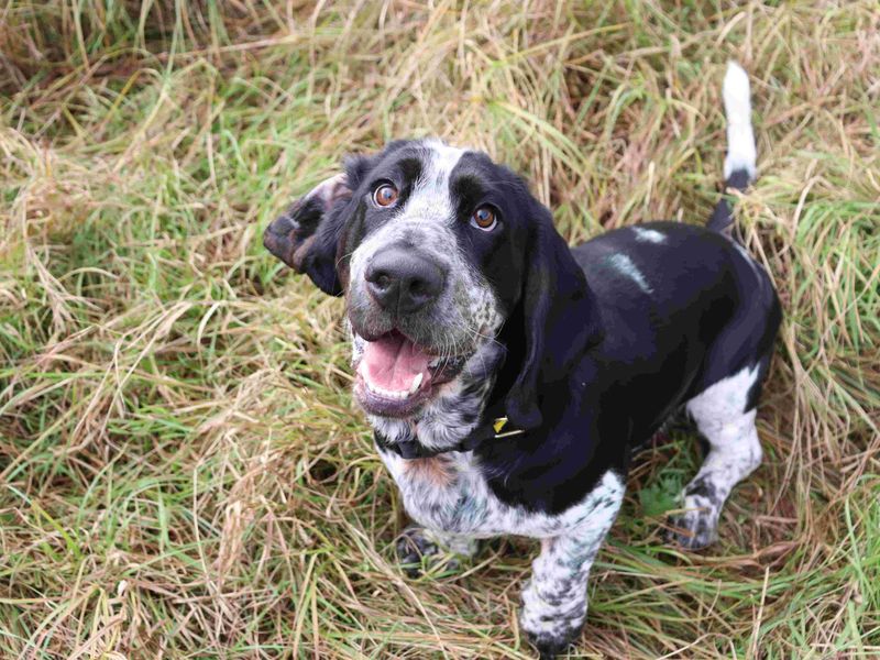 Hamish | Basset Hound | Glasgow - 2