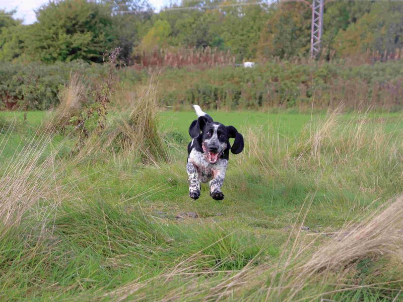 Hamish | Basset Hound | Glasgow - 4