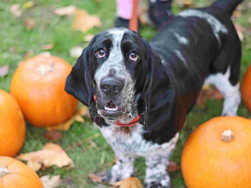 Hamish | Basset Hound | Glasgow - 3