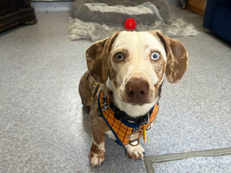 Woody - Image 4 of 4